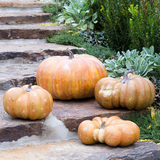 Flat Bottom Pumpkin - Shop House Market