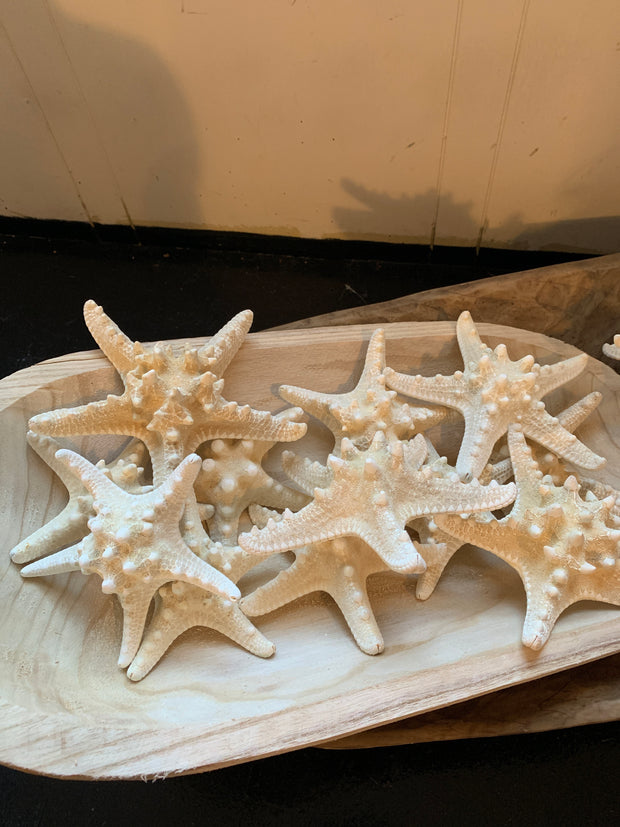 Knobby Starfish 5-6" White - Shop House Market